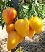 Cuorede Zebre Apricot.  Piękny  miesisty pomidor. Słodki. 