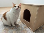 Domek Buda Budka Legowisko Skandynawskie