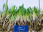 60 szt | CZOSNEK NIEDŹWIEDZI cebulki sadzonki