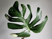 Monstera Jungle Mint naturalny mint duża pędówka nr2