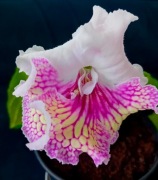 Skrętnik - sadzonki w kolorze różowo-białym