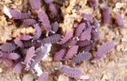 Skoczogonki Ceratophysella sp lilac 30szt. isopody wije Porcellio