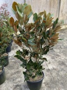 Magnolia zimozielona Grandiflora