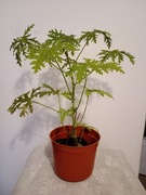 Geranium (pelargonia pachnąca)