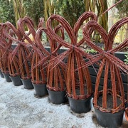 Zając Wielkanocny żywa wiklina 70 cm 