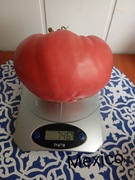 Pomidor  Mexico  kolekcjonerski