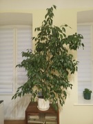 Ficus Benjamina 