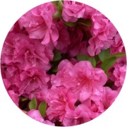 Azalia japońska Melina 2L