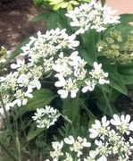 Orlaya Orlaja wielkokwiatowa nasiona 30szt