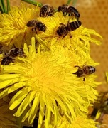 MIÓD MNISZKOWY WYPRODUKOWANY  PRZEZ POLSKIE PSZCZOŁY.