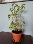 Fikus benjamina w doniczce - wysokość 61 cm