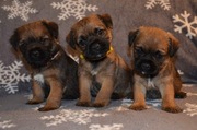 Border Terrier szczenięta ZKwP FCI rezerwacja