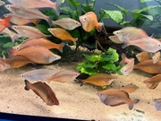 Tęczanka Sentaniensis