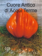 075-Cuore Antico di Acqui Terme. Pomidory kolekcjonerskie.