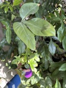 Philodendron tripartitum filodendron