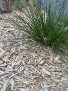 Zrębka z drzew liściastych