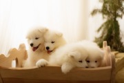 Samoyed samojed 