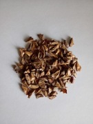 Jodła kaukaska nasiona 25 nasion