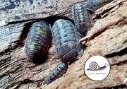 Armadillidium granulatum isopod prosionki 10 szt