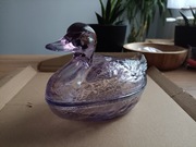 Kaczka kaczor ząbkowice fiolet 