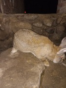 Sprzedam króle z własnej hodowli