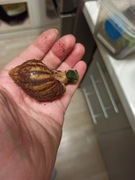 Ślimak afrykańskiAchatina Fulica