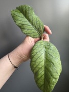 Hoya Meredithii Ted Green - cięta