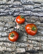 PETIT CHOCOLATE    Pomidor Kolekcjonerski 