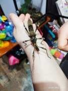 Straszyk, Straszyki Trachyaretaon sp. North Luzon