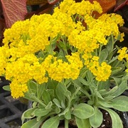 Smagliczka skalna bylina wieloletnia sadzonka 