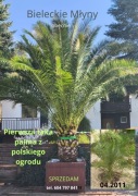 Palma, phoenix canarensis
