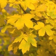 Klon Polny acer campestre duze sadzonki !!!