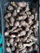 HIT24lg Topinambur sadzeniak konsumpc leczniczy minerały witaminy odporność