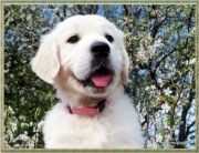 GOLDEN RETRIEVER szczenięta FCI po CH.PL