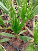 Waszyngtonia robusta sadzonka