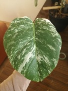 Monstera variegata