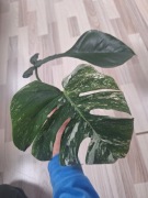 Philodendron joepii + monstera variegata 