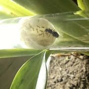 Lasius Flavus Królowa + 5-10 robotnic rok 2022