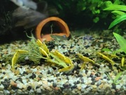 Krewetki żółte neocaridina yellow golden line