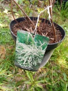 Tawuła szara  doniczka