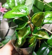 Hoya Carnosa Krinkle 8 Variagata