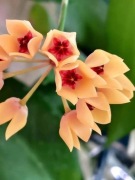 Hoya Cutis Porcelana SADZONKA CIĘTA