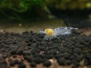 Krewetka White Bee KETRAB