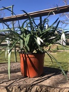 Przebiśniegi 100 szt cebulek 