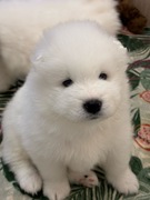 Samoyed szczeniaki ZKwP FCI
