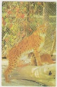 Ras-pocztówka nieobiegowa- z zoo w Bukareszcie - Romania