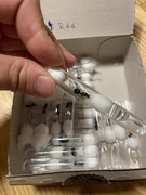 Messor Barbarus red head delikatny samotna królowa