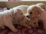 szczeniaki Golden Retriever