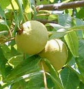 NOWOŚĆ !!! WYCIĄG, ORZECHÓWKA Z CZARNEGO ORZECHA 2 szt *500 ML BEZ CUKRU.