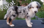 Owczarki australijskie
